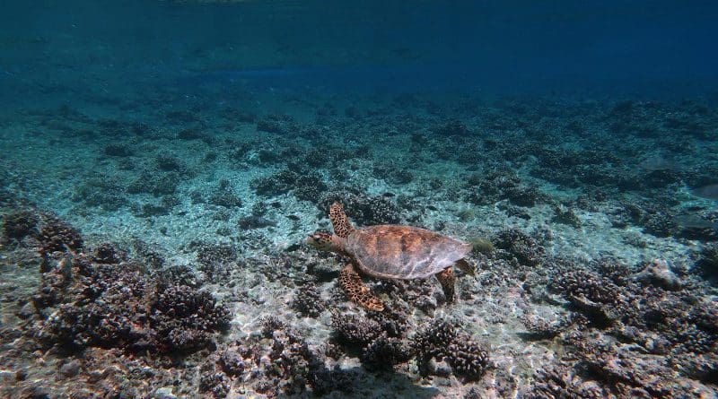 Reefs will struggle to keep up with the current trajectory of warming and ocean acidification. The impacts by the end of the century include 'insidious and accelerated loss of coastal protection under unmitigated CO2 emissions'. CREDIT: Kristen Brown.