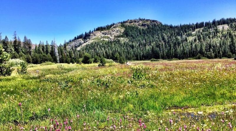 A Sierra Nevada meadow that sequestered large amounts of soil carbon part of study to quantify carbon changes. CREDIT: Photo by C.C. Reed, University of Nevada, Reno.