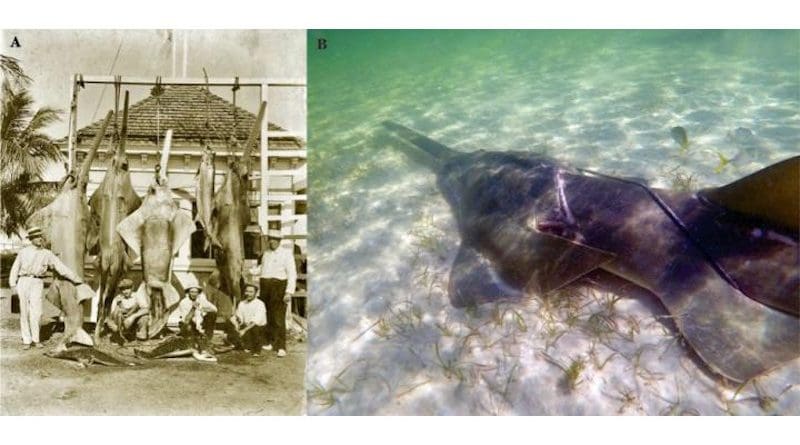 Figure 3 from the paper: (A) Photograph taken by W. A. Fishbaugh in the 1920s, recorded as taken in Miami (courtesy of State Library & Archives of Florida, Florida: https://www.floridamemory.com/items/show/165364). (B) Photograph taken by 2 national park rangers in Biscayne Bay National Park near Elliott Key on 23 November 2018, showing a smalltooth sawfish entangled in fishing gear (courtesy of Biscayne National Park: https://www.fisheries.noaa.gov/feature-story/saving-endangered-sawfish)