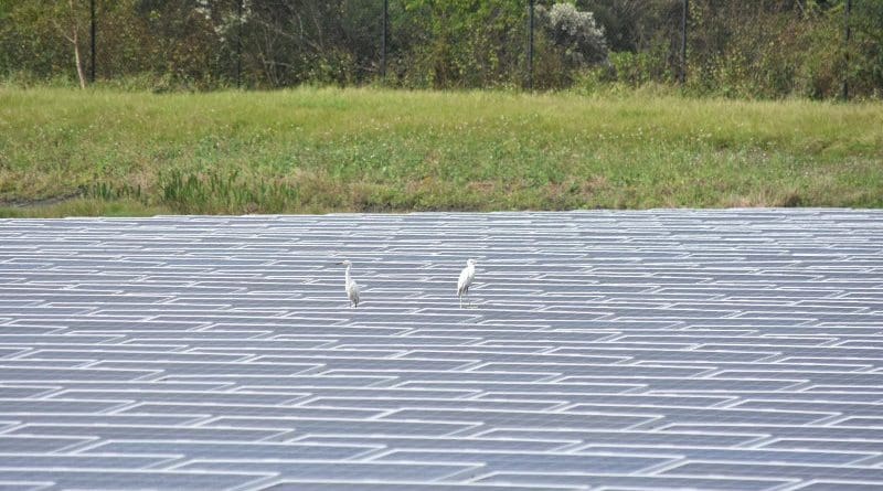 Great egrets sit atop a floatovoltaic array in Florida in 2020. CREDIT: Rebecca R. Hernandez, UC Davis