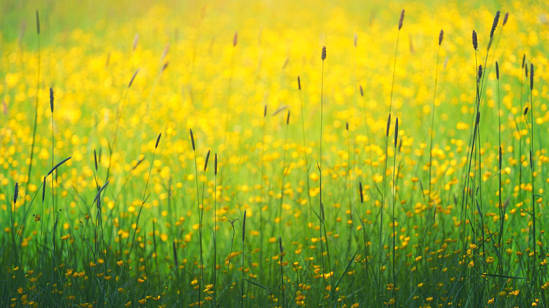 reen Grass Yellow Flower Plant Nature Farm