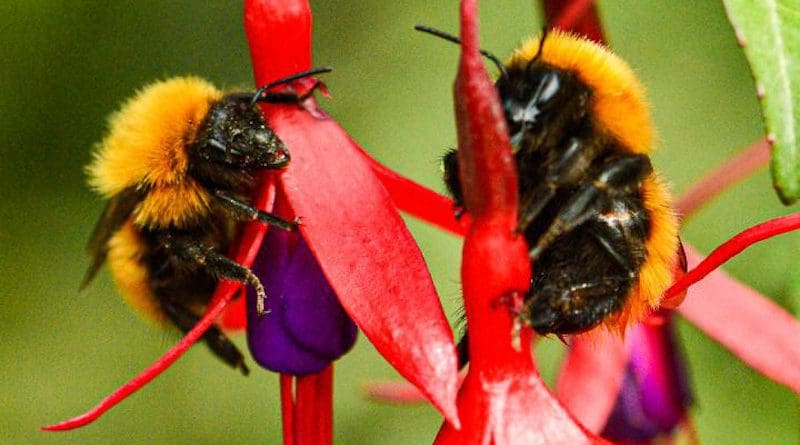 This photo shows a giant Patagonian bumblebee (Bombus dahlbomii). Four decades ago, these bees were abundant in Chile and Argentina, but now they have become an uncommon sight. CREDIT Eduardo E. Zattara