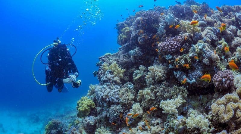 Nils Rädecker spent more than a year studying a coral reef just off the coast of Thuwal, Saudi Arabia. He then replicated these environmental conditions in the aquaria at the Red Sea Research Center. CREDIT Nils Rädecker