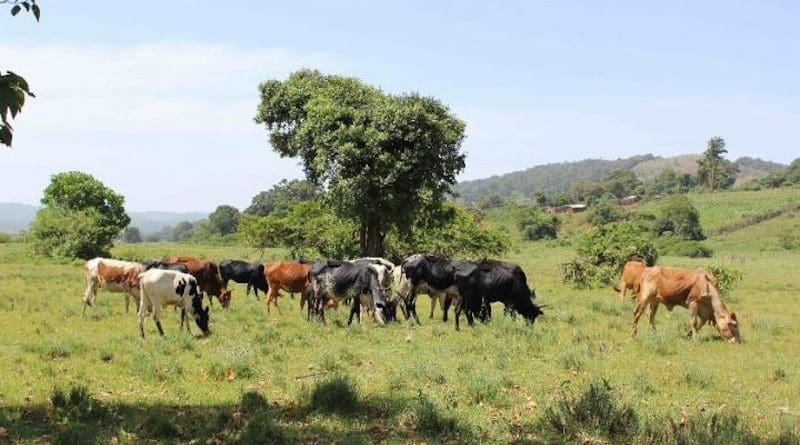 Cattle grazing in Entesekara in Kenya near the Tanzanian border CREDIT A. Janzen
