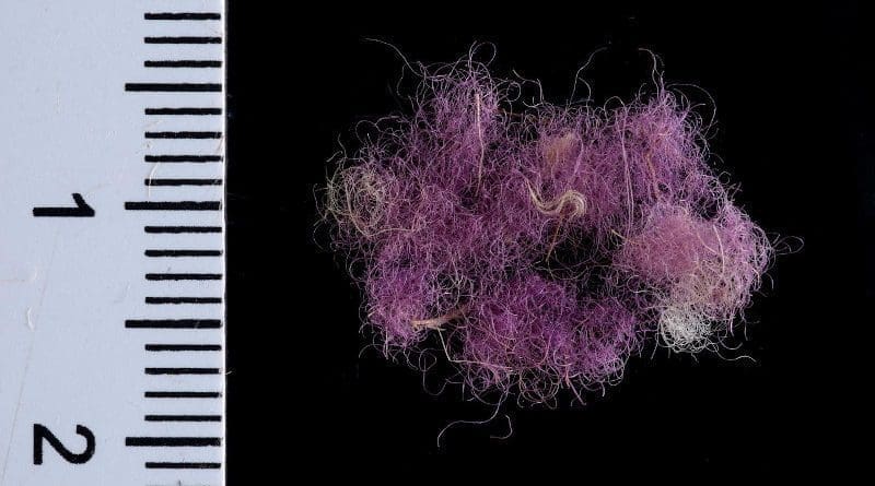 Wool fibers dyed with Royal Purple,~1000 BCE, Timna Valley, Israel. CREDIT Dafna Gazit, courtesy of the Israel Antiquities Authority