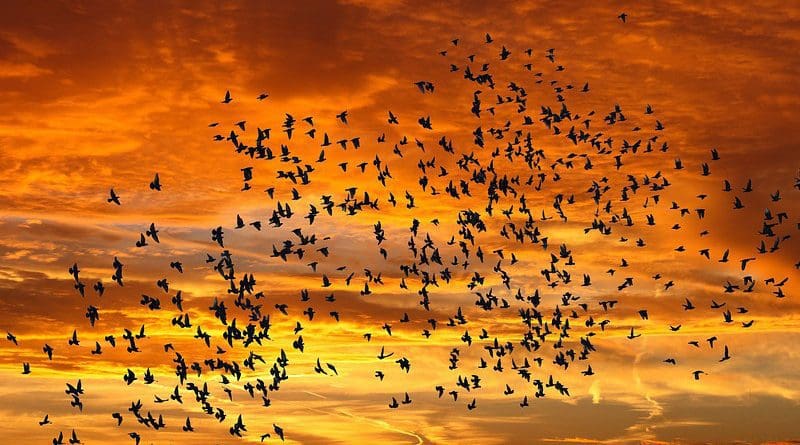Nature Sunrise Bird Flight Sunset