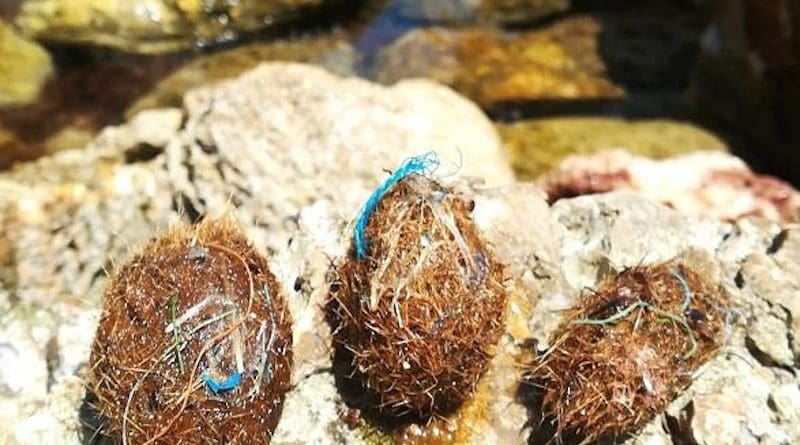 In the grasslands, the plastics are incorporated to agglomerates of natural fiber with a ball shape (aegagropila or Posidonia Neptune balls). CREDIT UNIVERSITY OF BARCELONA