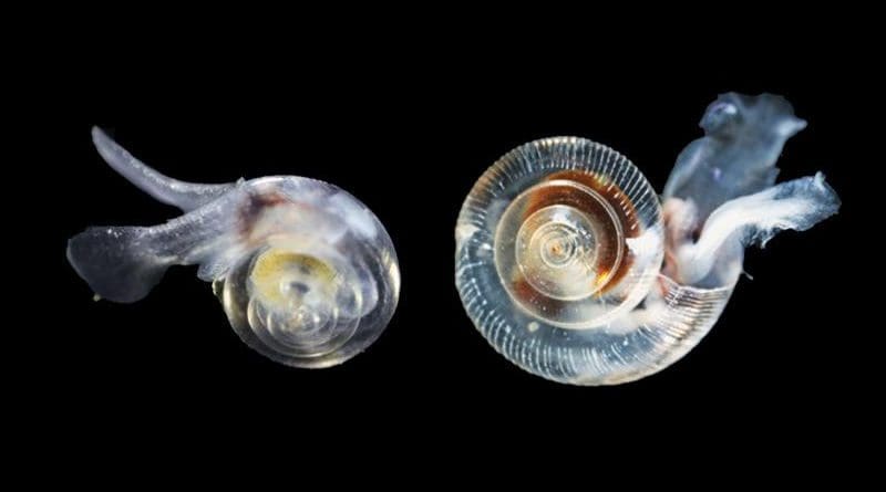 This close-up image of two pteropods of the species Limacina helicina provides a sense of how fragile the carbonate shells of the tiny sea snails are. CREDIT Credit: NOAA Ocean Acidification Program