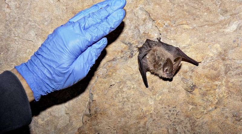 A researcher about to handle a hibernating Townsend's big-eared bat in an abandoned mine in Nevada. CREDIT Kim Raff