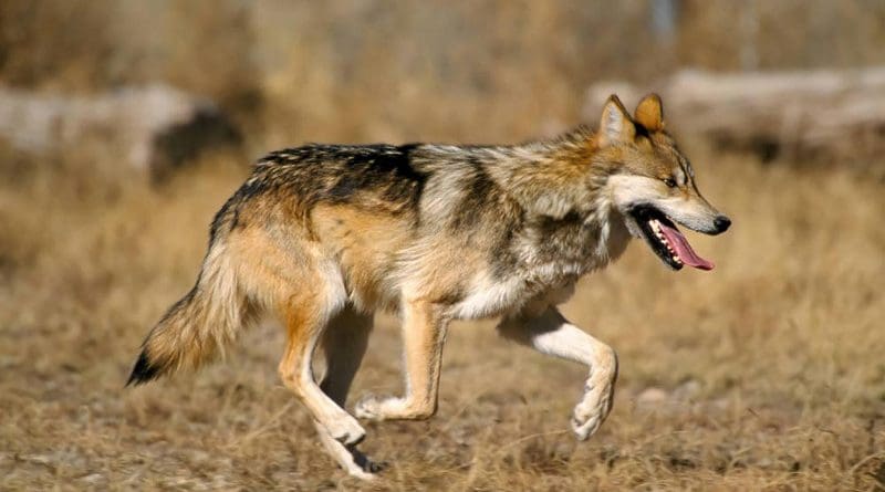 New research can help ecosystem managers identify species vulnerabilities and prevent populations from becoming at risk, like the endangered Mexican gray wolf. CREDIT U.S. Fish and Wildlife Service