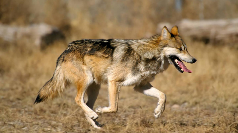 New research can help ecosystem managers identify species vulnerabilities and prevent populations from becoming at risk, like the endangered Mexican gray wolf. CREDIT U.S. Fish and Wildlife Service