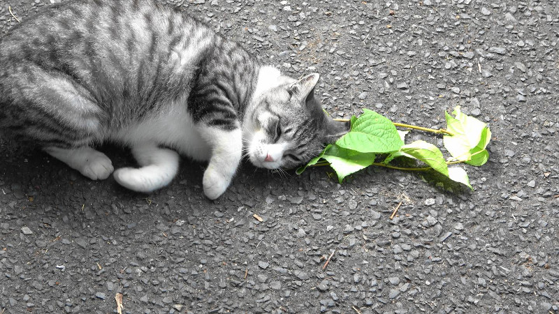 A cat responds to silver vine leaves. CREDIT Masao Miyazaki & Reiko Uenoyama