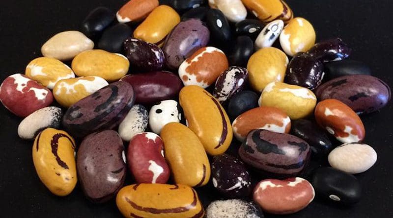 Beans in the UC Davis breeding program, whose varieties have been selected to combine excellent culinary with improved yields and resistance to bean common mosaic virus. CREDIT Travis Parker
