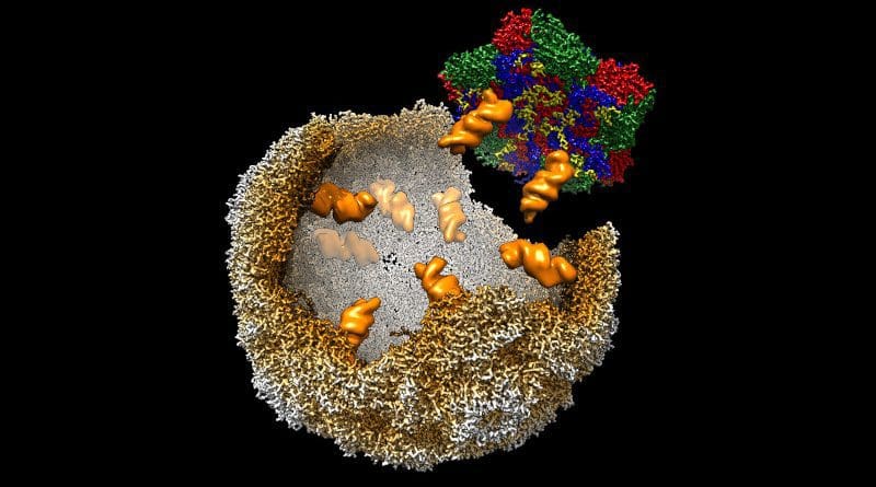 Capsid protein pentamers (subunits colour-coded) being recruited to the growing protein shell (brown) during virion assembly by formation of sequence-specific contacts between the genome (packaging signals shown as orange space-filled models) and the Enterovirus-E capsid Please credit: University of Leeds