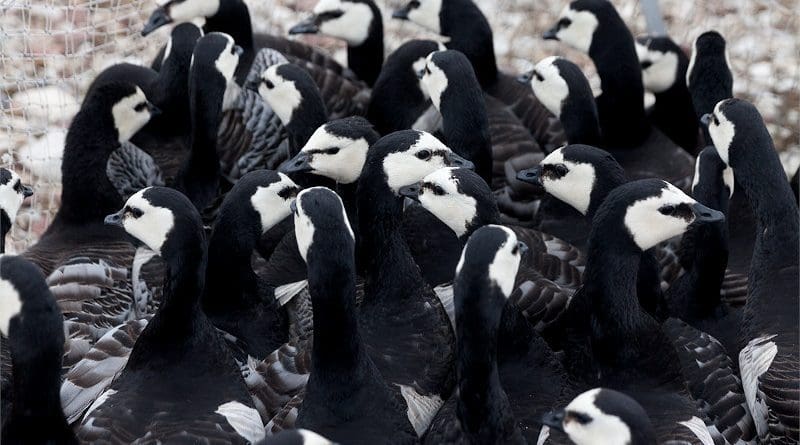 A gaggle of geese awaiting measurement on the outskirts of Ny-Ålesund. Photo: Photo: Ronald Cornelisse