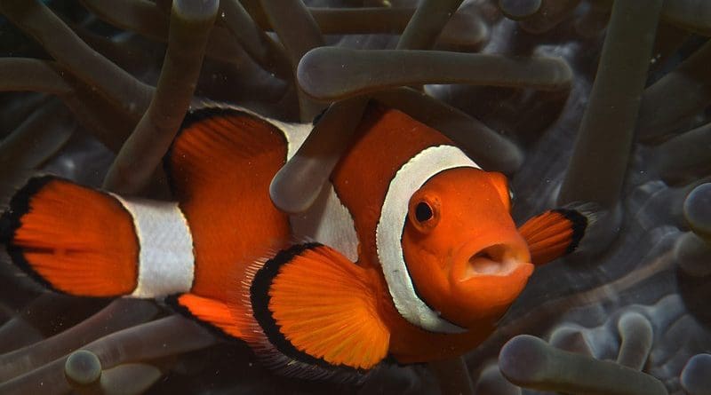 clownfish fish