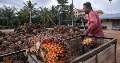A worker unloads kernels from palm trees at a palm-oil collection center Batu Pahat, in Malaysia’s Johor state, June 1, 2017. [S. Mahfuz/BenarNews]