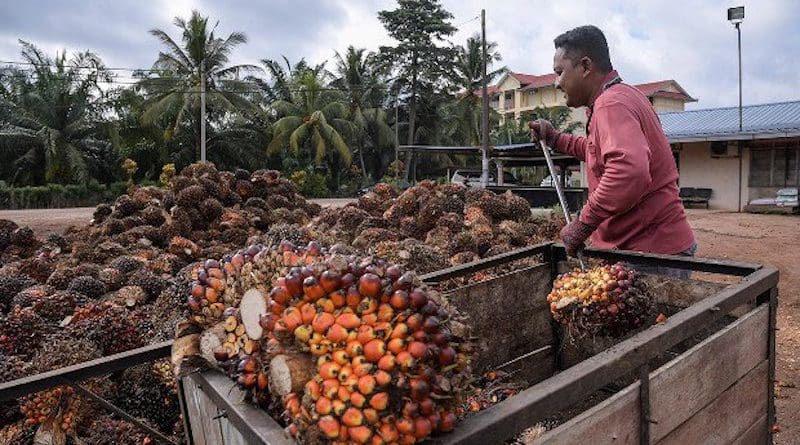 A worker unloads kernels from palm trees at a palm-oil collection center Batu Pahat, in Malaysia’s Johor state, June 1, 2017. [S. Mahfuz/BenarNews]