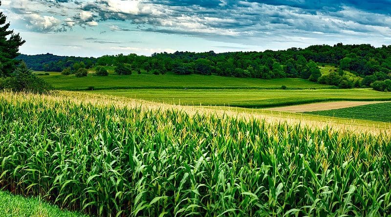 wisconsin farm corn field