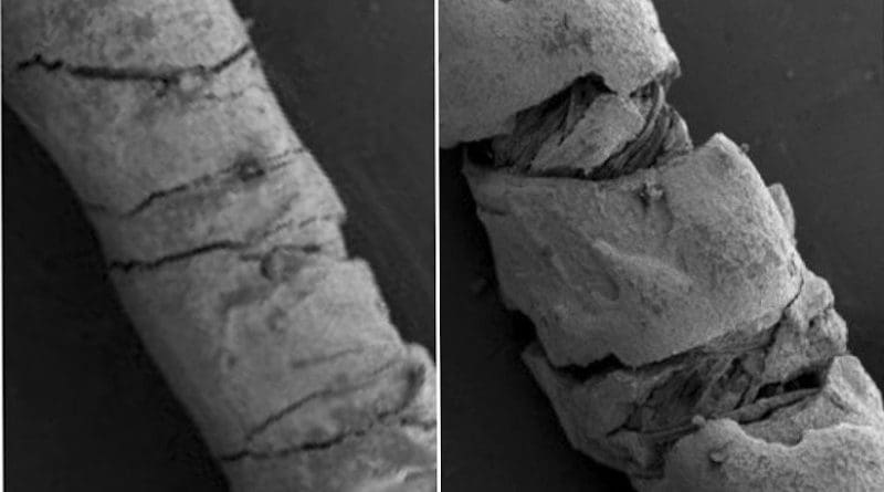 Scanning electron microscopy of carbon ink-coated threads. Straight thread on left. Bending the coated threads creates strain (right), which changes their electrical conductivity - a quantity that can used to calculate the degree of deformation (scale bar 200 microns) CREDIT Yiwen Jiang, Tufts University