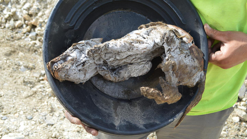 This photo shows the wolf pup as she was found. CREDIT Government of Yukon