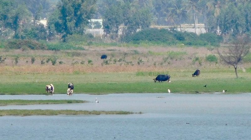 Hoskote lake, one of the six lakes that serves as sources of water used for irrigating crops and vegetables in Bangalore in India. Image credit: Prashanth NS, Wikimedia Commons