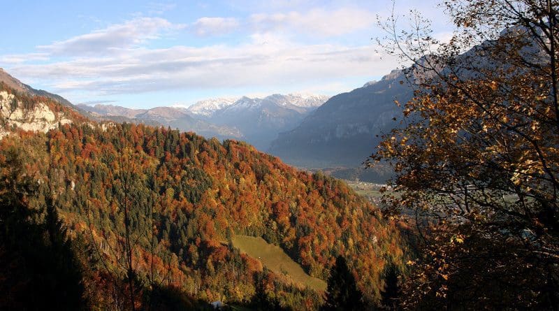 Species-rich mixed deciduous forest near Brienz (Canton Bern, Switzerland). Photo: Reinhard Lässig / WSL