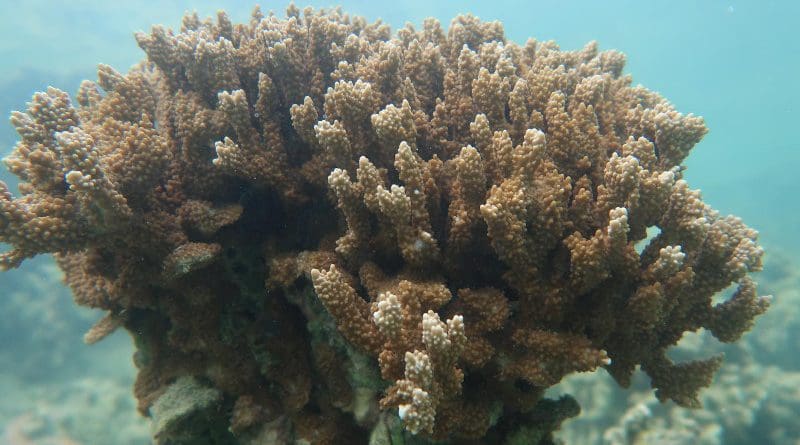 The rice coral Montipora capitata in waters near the Hawai'i Institute of Marine Biology on Moku o Lo?e in Kāne'ohe Bay, Hawaii. CREDIT D. Bhattacharya