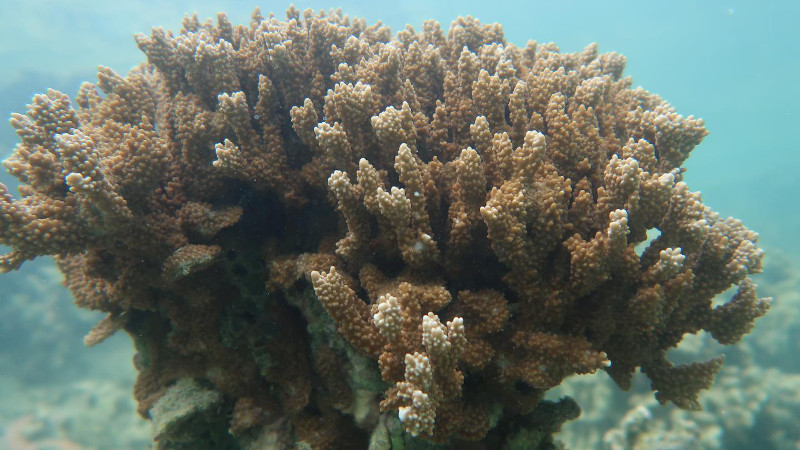 The rice coral Montipora capitata in waters near the Hawai'i Institute of Marine Biology on Moku o Lo?e in Kāne'ohe Bay, Hawaii. CREDIT D. Bhattacharya