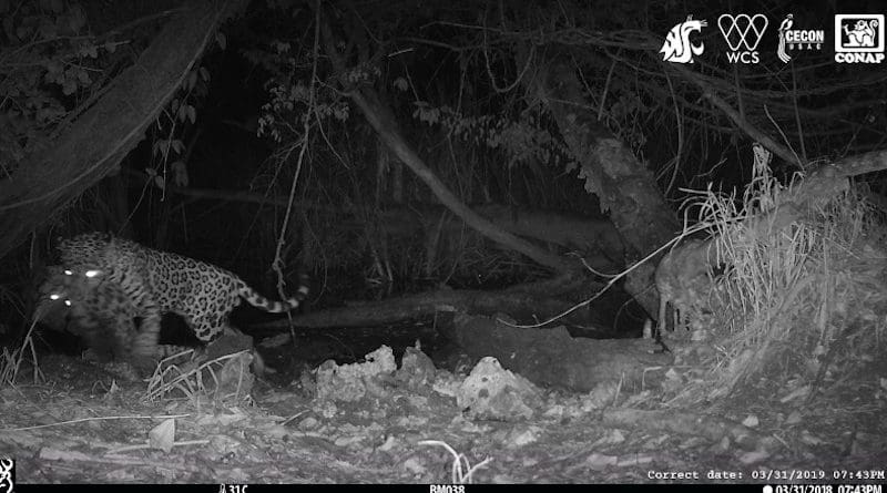 A male jaguar carries off an ocelot at a watering hole in the Maya Biosphere Reserve in Guatemala. CREDIT Washington State University