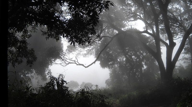 Woods Fog Guinea Mist Africa Dalaba Somber