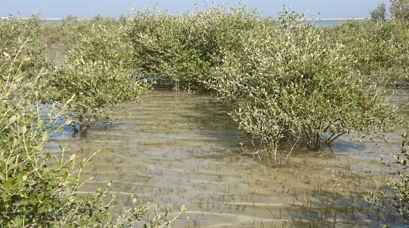 6,000 years ago, mangroves were widespread in Oman. Today, only one particularly robust mangrove species remains there, and this is found in just a few locations. CREDIT © Valeska Decker/University of Bonn