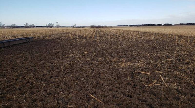 Little corn residue remains after concentrated grazing in the high stocking density treatment the day that cattle were moved from the fields in March of 2020. CREDIT Morgan Grabau