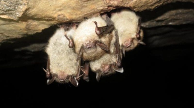 Four little brown bats. Photo courtesy of Joseph Hoyt of Virginia Tech