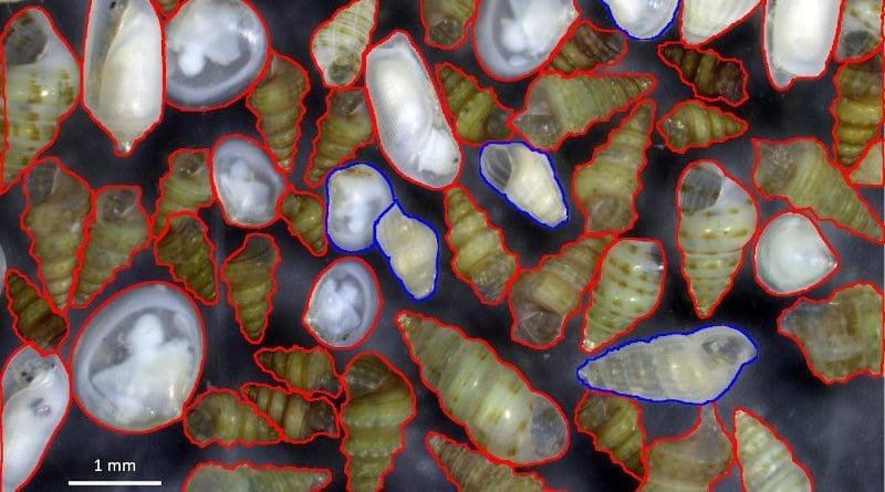 Molluscs of a sample from Southern Israel: in red, those belonging to species of Red Sea origin, in blue, those of Mediterranean origin. Native species are very few, whereas tropical ones are dominant, marking the transformation of the ecosystem. CREDIT © Paolo Albano