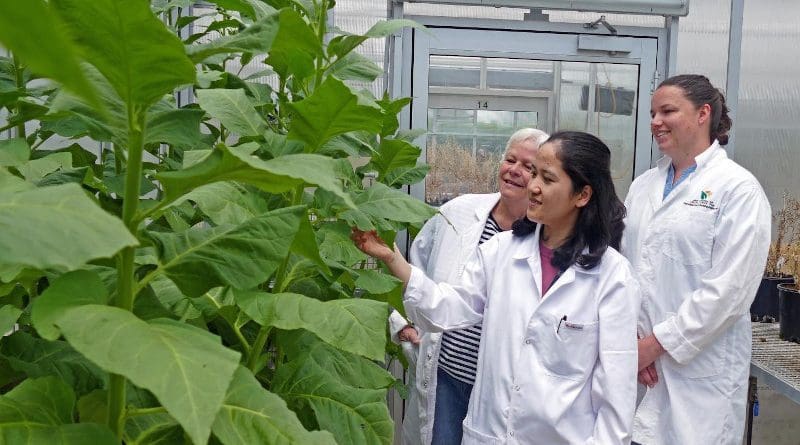 l-r Dr Florence Danila, Professor Susanne von Caemmerer and Dr Tory Clarke working on finding the best targets by following CO2 journey through the leaf CREDIT Natalia Bateman, CoETP