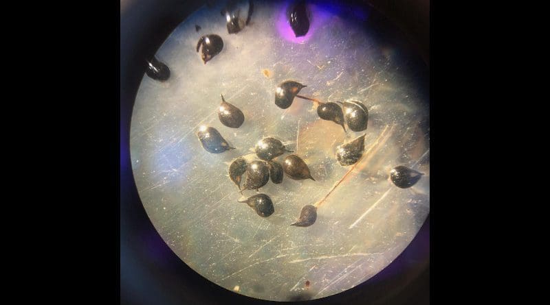 VIMS researchers are planting widgeongrass seeds like these to increase biodiversity in Chesapeake Bay grass beds. CREDIT © C. Patrick/VIMS.