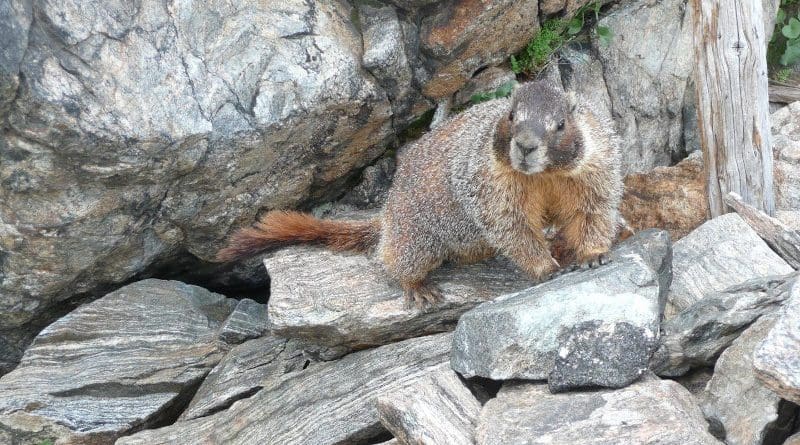 A yellow-bellied marmot (Marmota flaviventris) in the Rocky Mountains. CREDIT McCain Lab