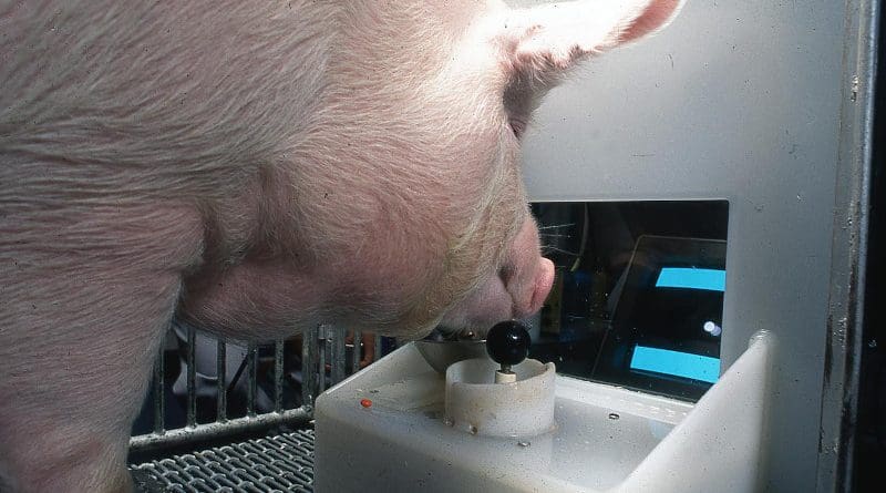 Yorkshire pig operating the joystick CREDIT Eston Martz / Pennsylvania State University