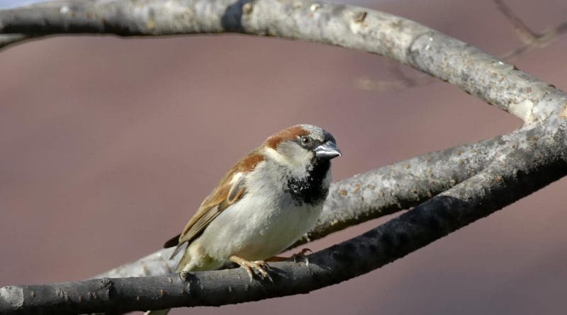 Male European House Sparrow. CREDIT Donald Metzner, courtesy Cornell Lab of Ornithology.