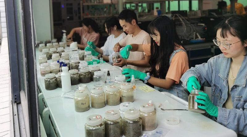 Setting up soil microcosms for herbicide exposure experiment CREDIT Liao Hanpeng