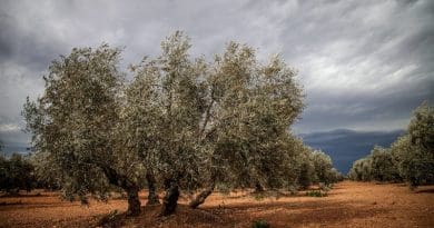 Agriculture Farm Tree Spain Olive