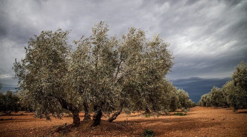 Agriculture Farm Tree Spain Olive