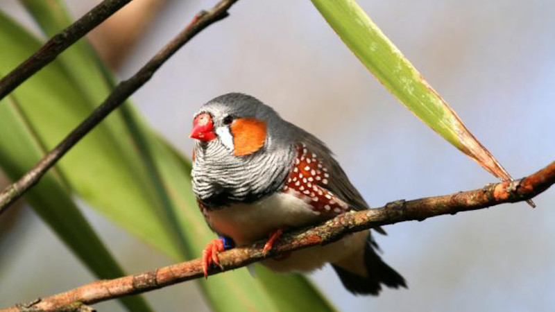 A male zebra finch displaying its bright red beak and orange cheek patches in the wild. CREDIT Photo courtesy of Adobe Stock / Xavier MARCHANT