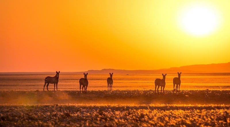 Mountain zebra near the Kuiseb River in the Namib Desert. CREDIT Photo by Oliver Halsey.