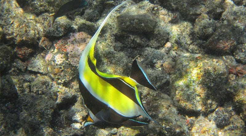 Moorish idol tropical fish