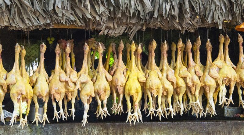 India Mohan Nannapaneni Chicken Poultry Meat Village