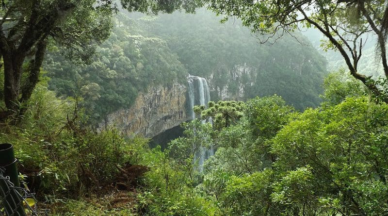 Brazil Forest Waterfall Trees Green Landscape Vegetation