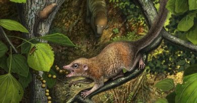 Shortly after the extinction of the dinosaurs, the earliest known archaic primates, such as the newly described species Purgatorius mckeeveri shown in the foreground, quickly set themselves apart from their competition -- like the archaic ungulate mammal on the forest floor -- by specializing in an omnivorous diet including fruit found up in the trees. CREDIT Andrey Atuchin