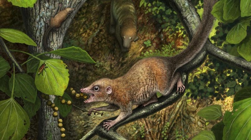 Shortly after the extinction of the dinosaurs, the earliest known archaic primates, such as the newly described species Purgatorius mckeeveri shown in the foreground, quickly set themselves apart from their competition -- like the archaic ungulate mammal on the forest floor -- by specializing in an omnivorous diet including fruit found up in the trees. CREDIT Andrey Atuchin